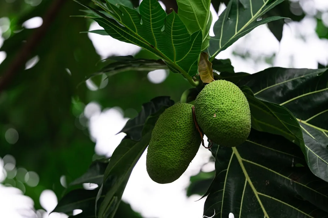 Breadfruit with Coconut Milk